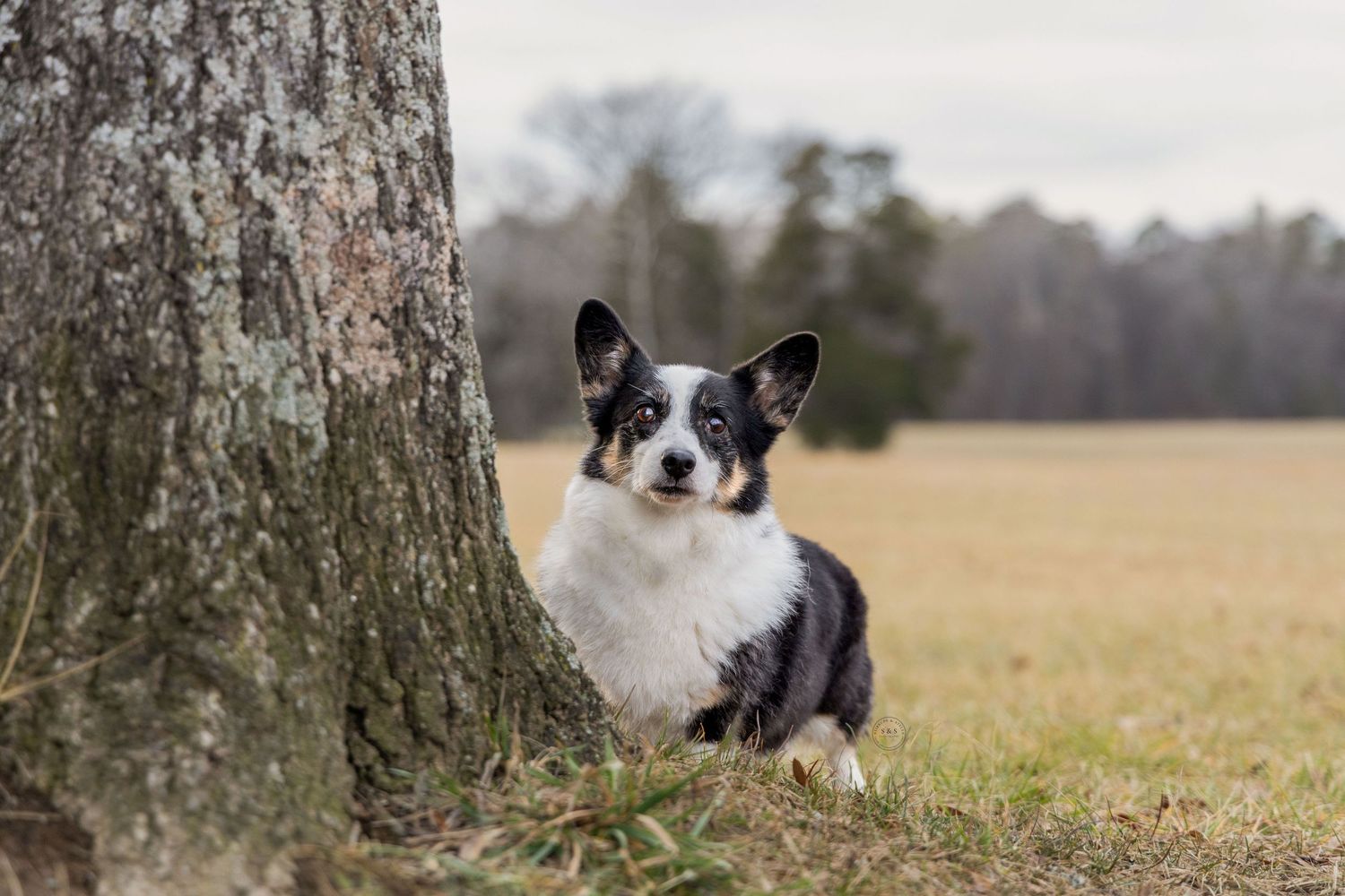 Black and white Cardigan Welsh Corgi sitting by a tree trunk in an open field on a cloudy day.