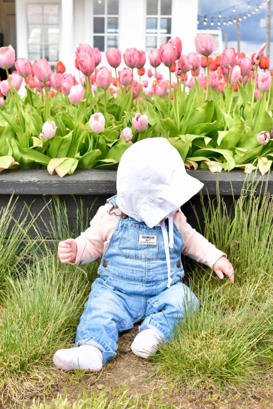 Baby wearing denim overalls sits among a border of blooming pink tulips in springtime.
