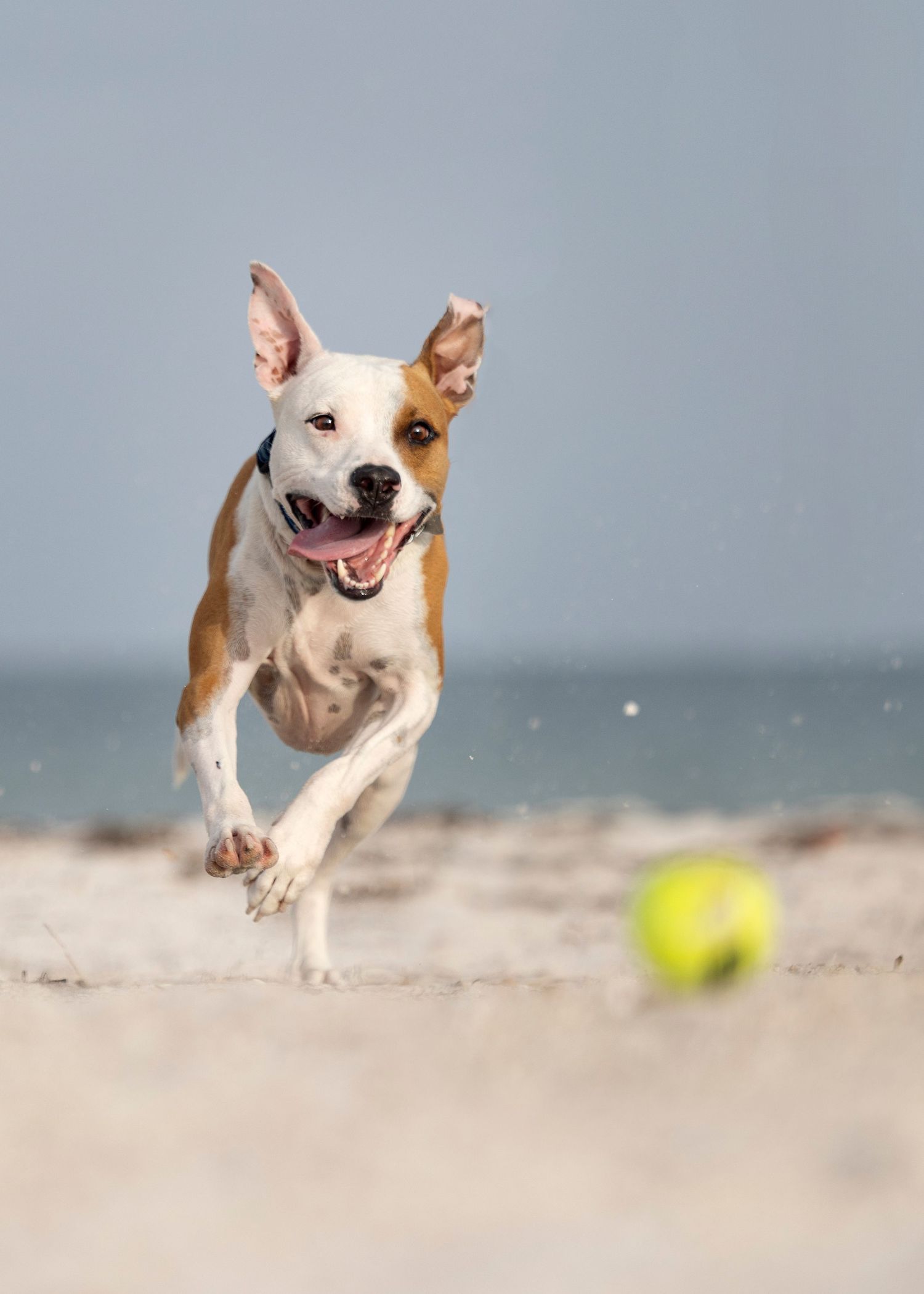 Playful dog at the Clearwater beach happily chasing his ball, action photography at Tampa Bay Beach