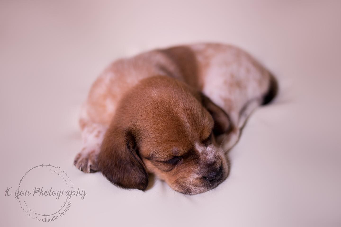Adorable sleeping brown and white puppy curled up on a soft pink background in a professional pet photo.