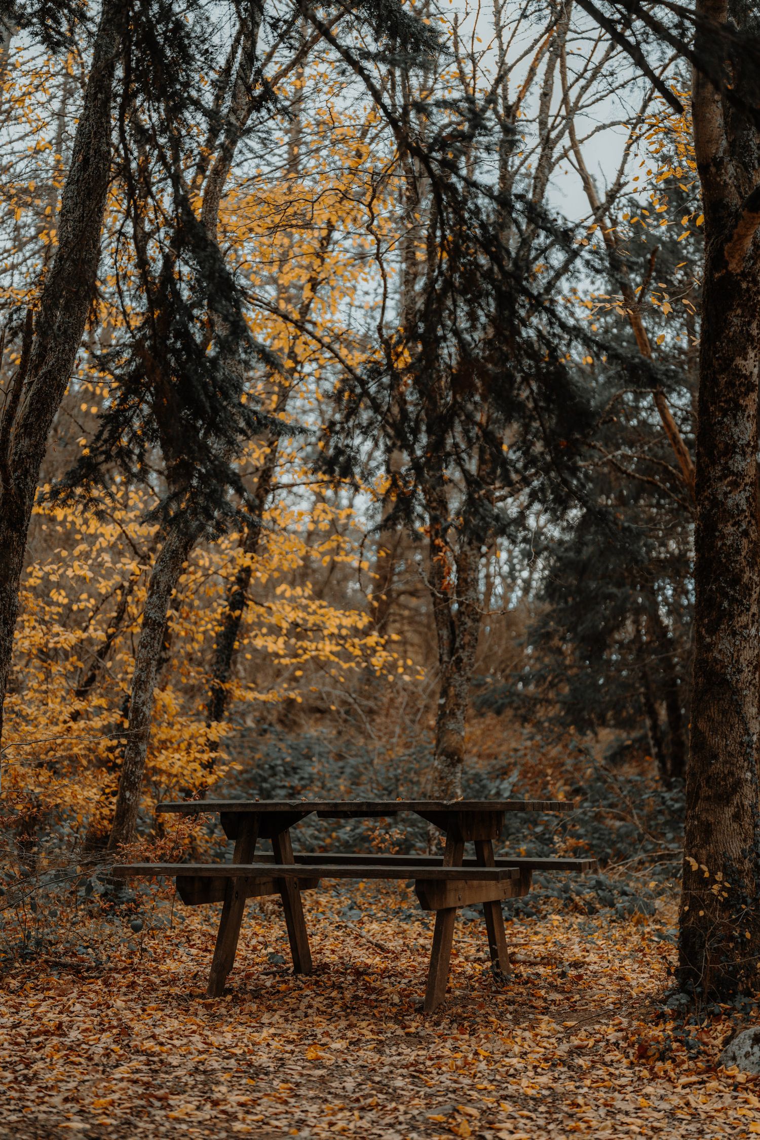 Banc dans la forêt sur le chemin qui mène au rocher de manettaz par le col du mont depuis le lac de la thuile