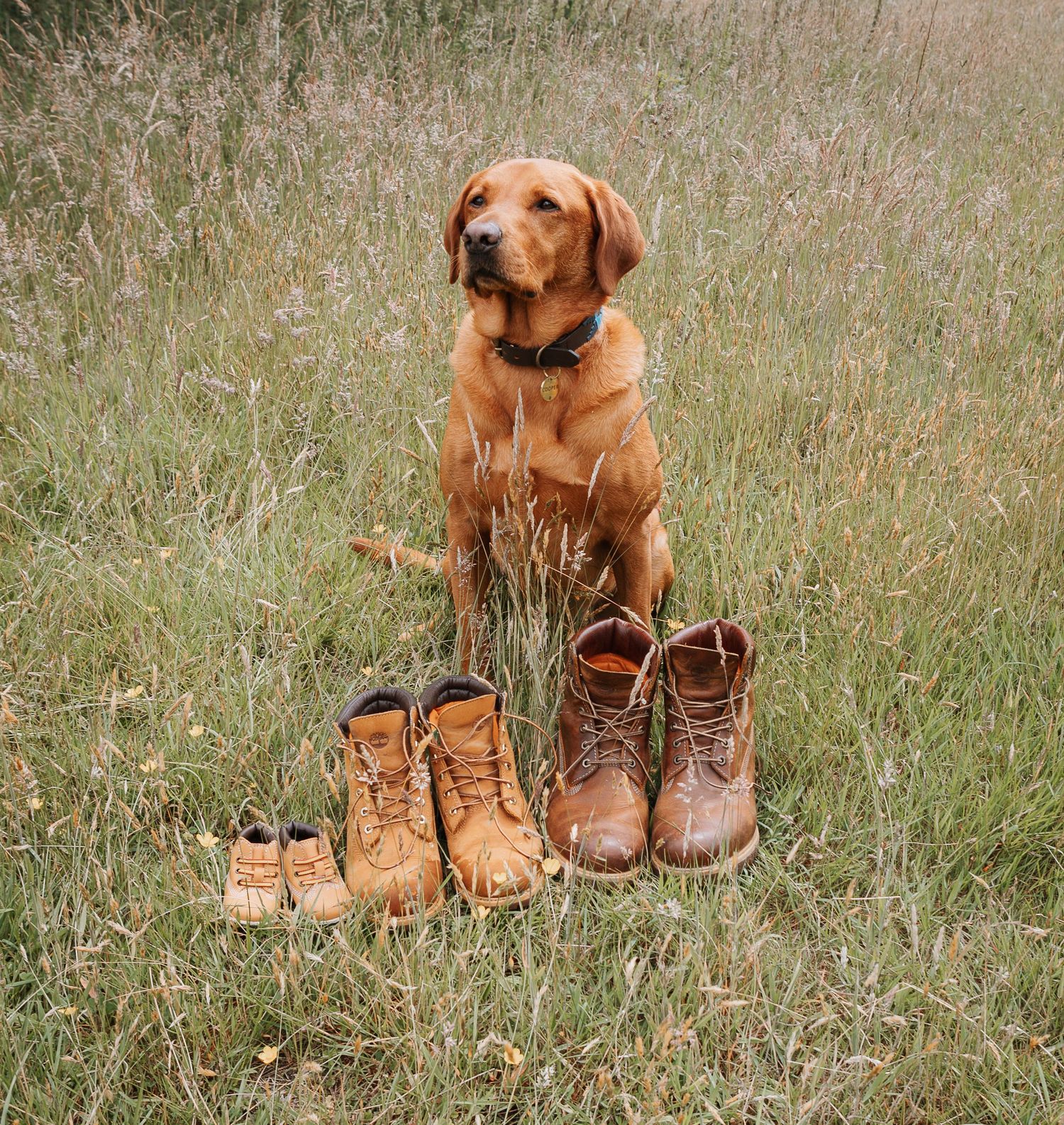 Fun photo of a golden labrador sitting behind his families timberland boots lined up in size from the baby to the dad.