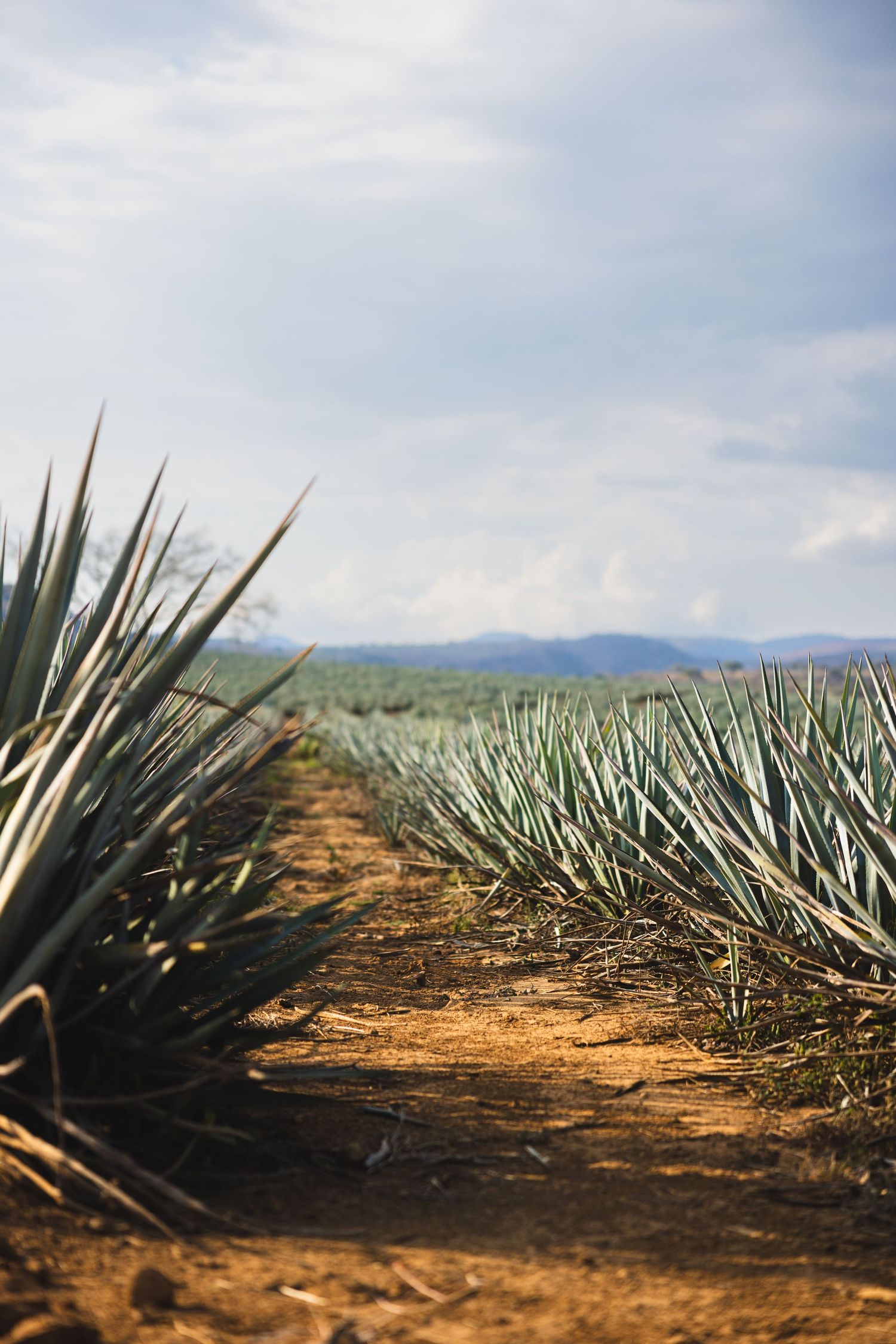 Rows of blue agave plants growing in a tequila field under cloudy skies.