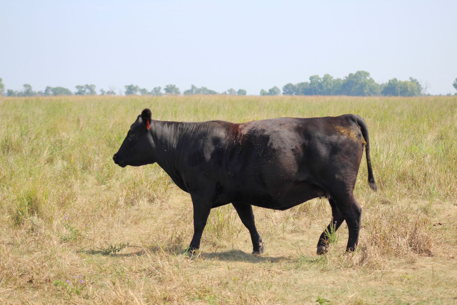 fuelberth cattle