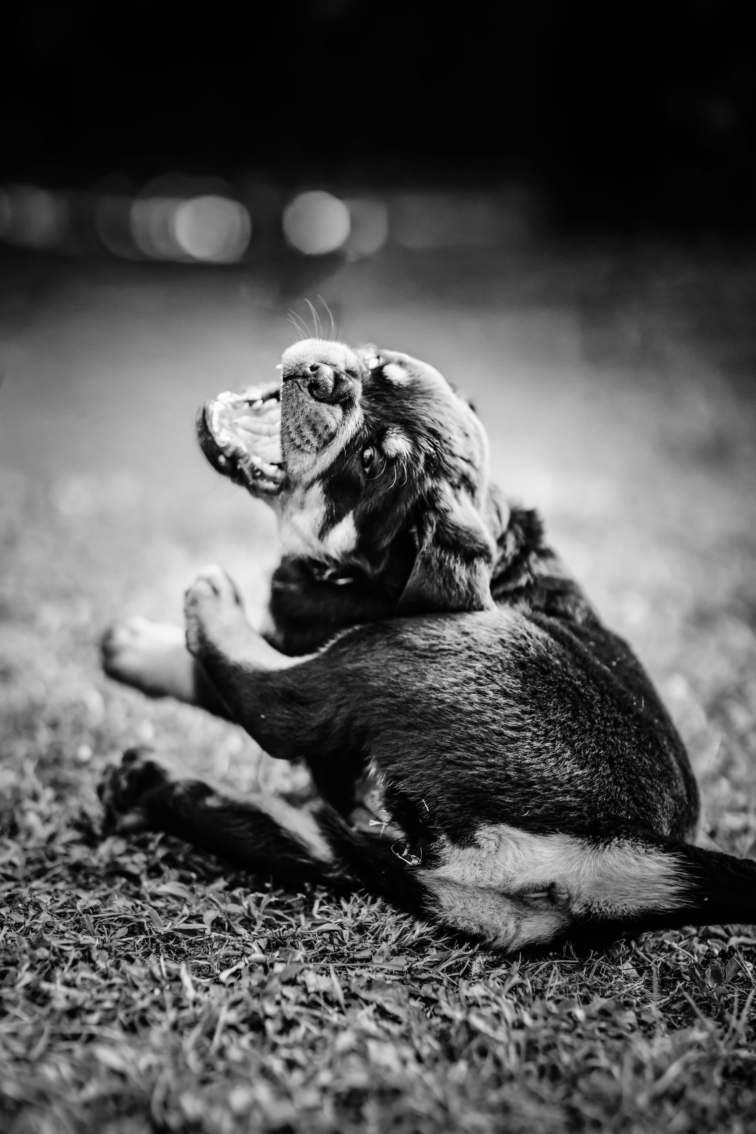 Photographie artistique Animaux à domicile
Photographe Portraitiste de France en Charente-Maritime