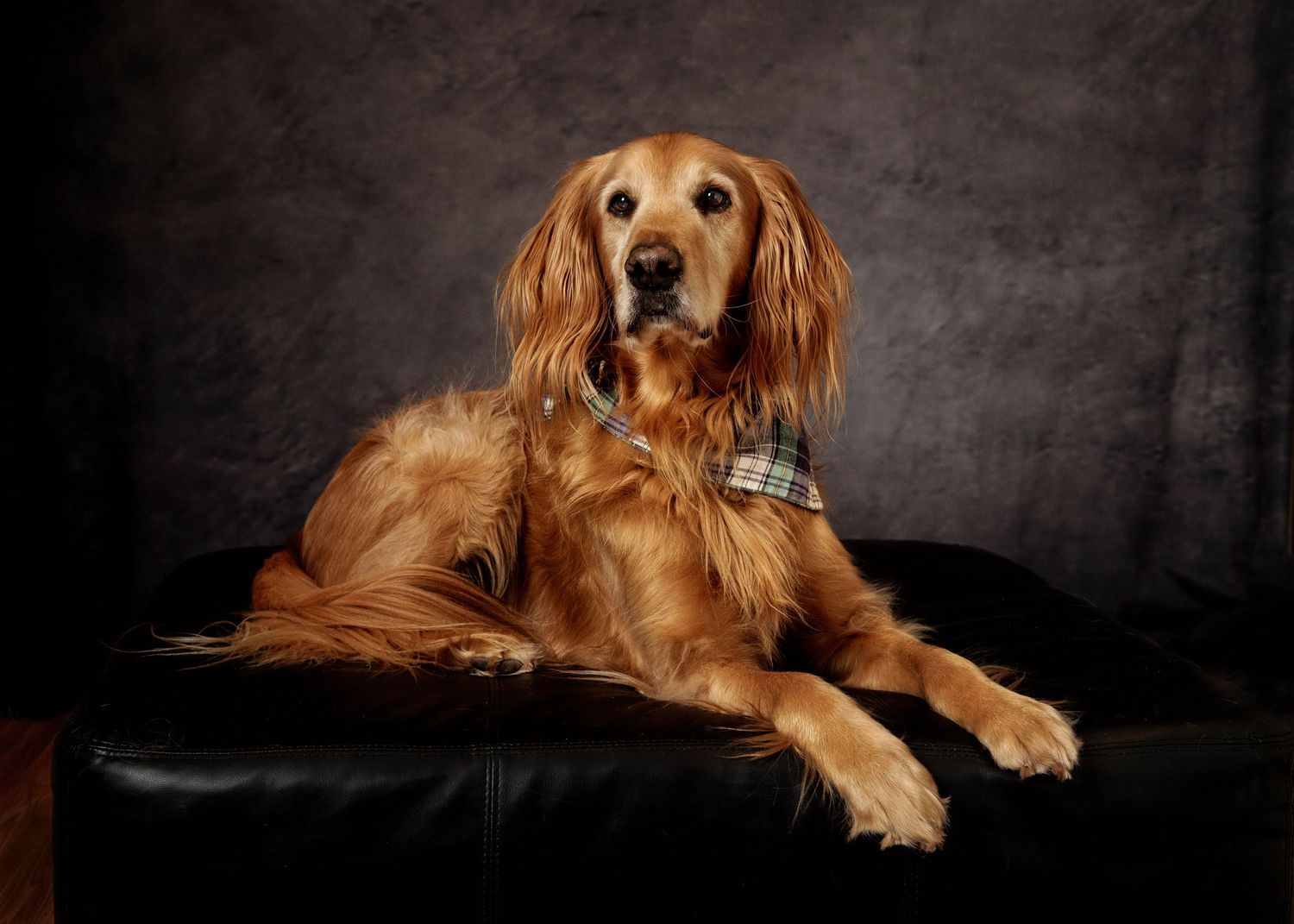 A golden retriever dog lying on a dark background shown in multiple artistic poses and angles.