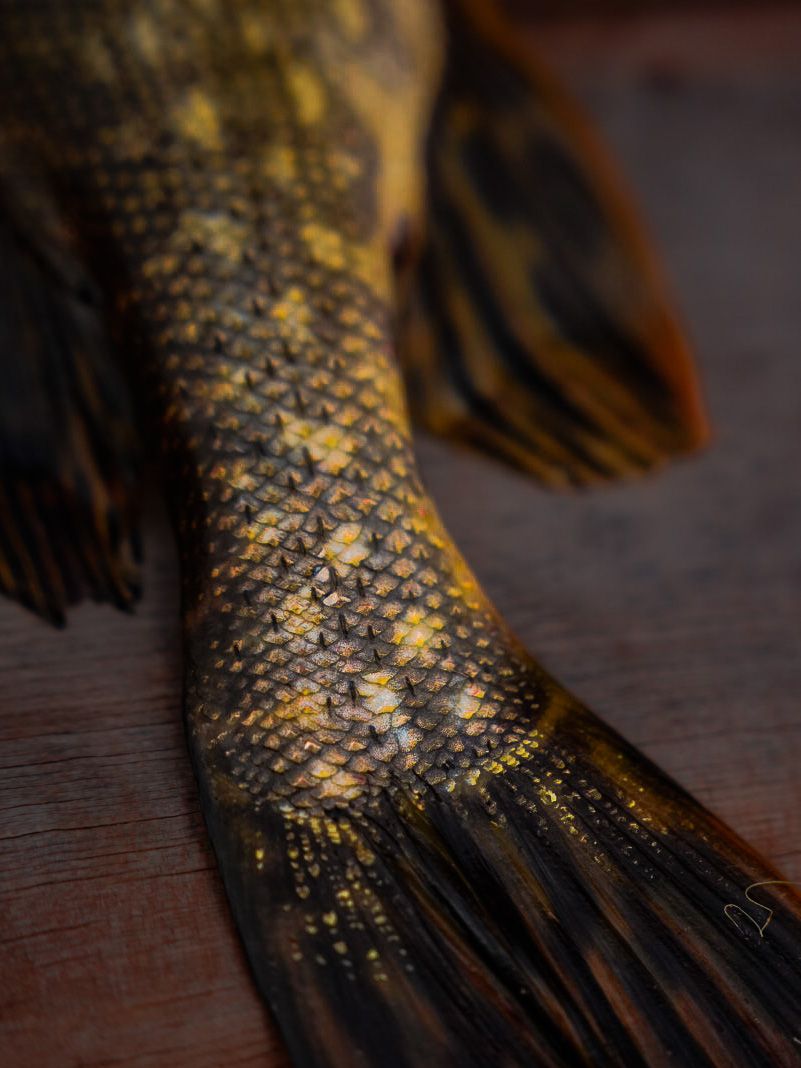 Close up detail of golden fish scales showing intricate natural patterns.