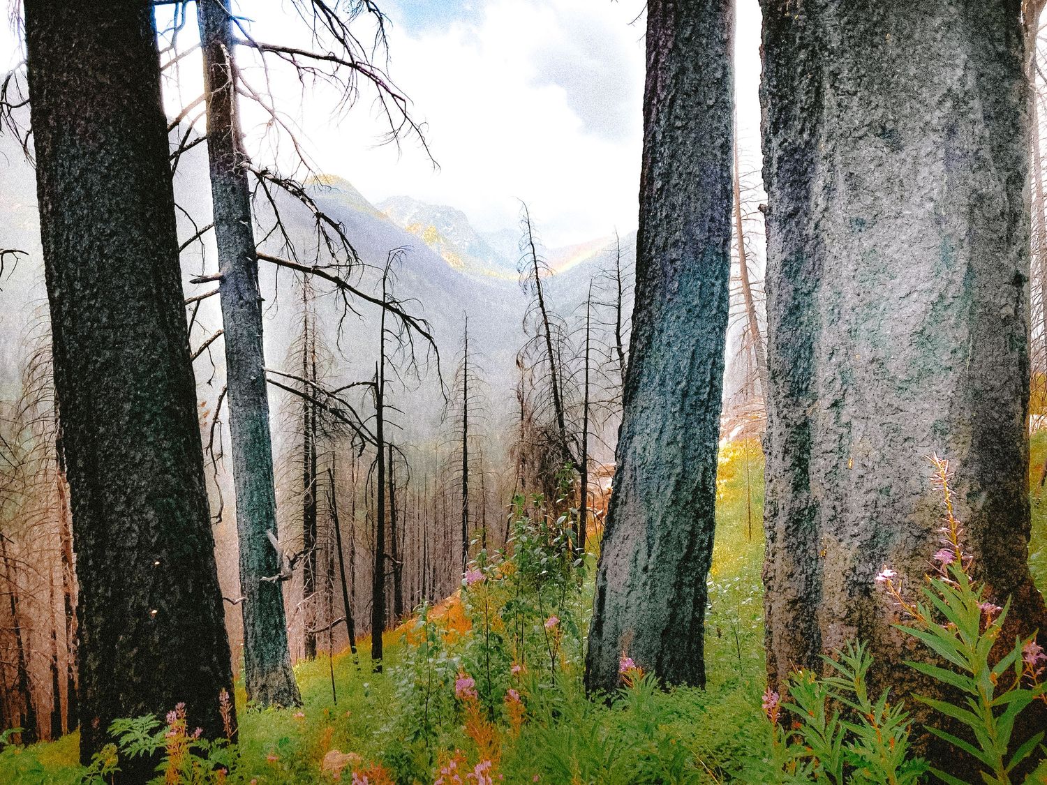 Panoramic view of burnt forest trees with misty mountains in background.