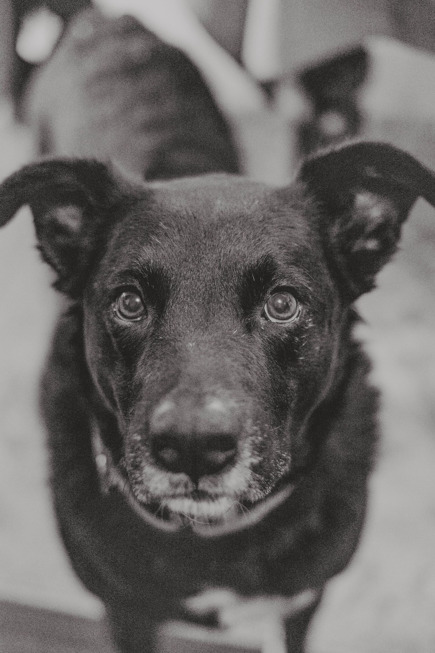 Close-up portrait of a black dog with soulful eyes in black and white photography.