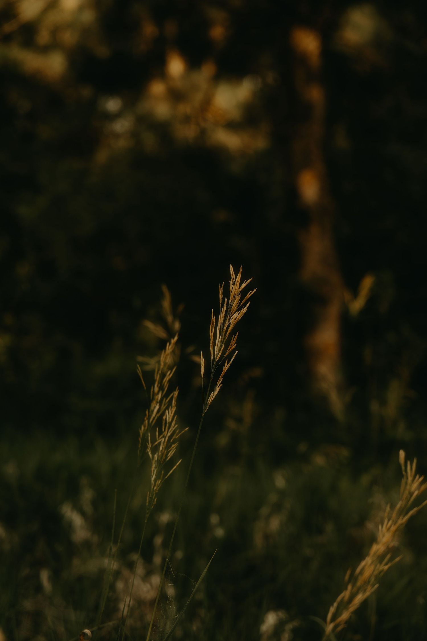 Golden wild grass stalks catching warm sunset light in a dark moody forest clearing with blurred green trees background.