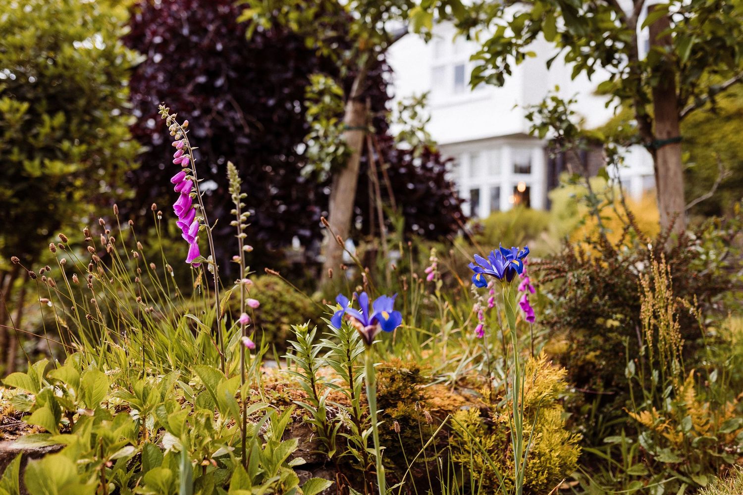 Purple wildflowers bloom among tall grass and trees in a lush summer garden landscape.