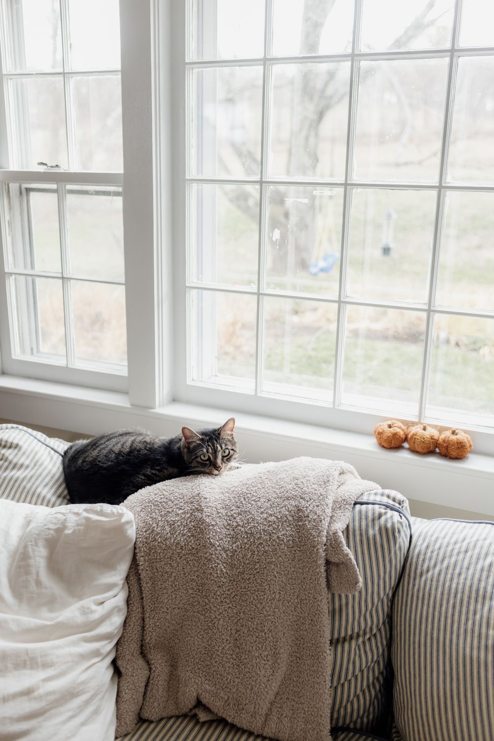 A cat sits on the back of a couch next to a window with craft pumpkins in daylight at a farmhouse in Harvard, Massachusetts.