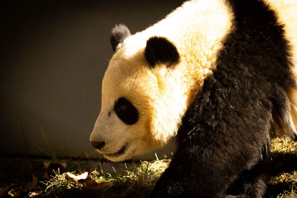 A giant panda bear walks through a dark enclosure illuminated by warm golden light from above.