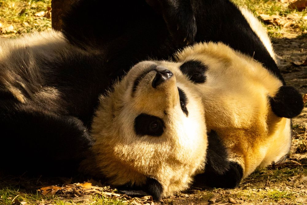 A giant panda rolls playfully on its back in warm sunlight on a grassy ground outdoors.
