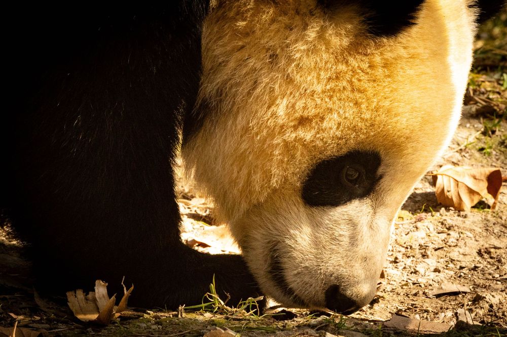 Close-up of a giant panda bear lowering its head to eat vegetation on sandy ground in sunlight.