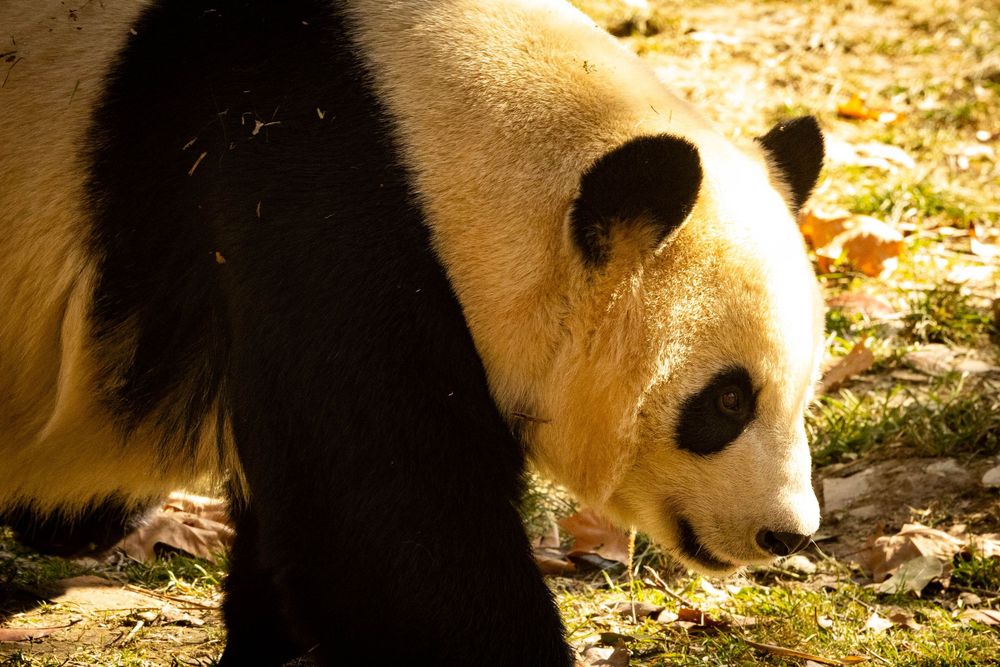 A giant panda walks through a sunlit outdoor enclosure with fallen autumn leaves on the ground.