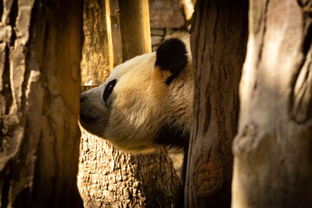 A giant panda peeks curiously between two large tree trunks in its enclosure.