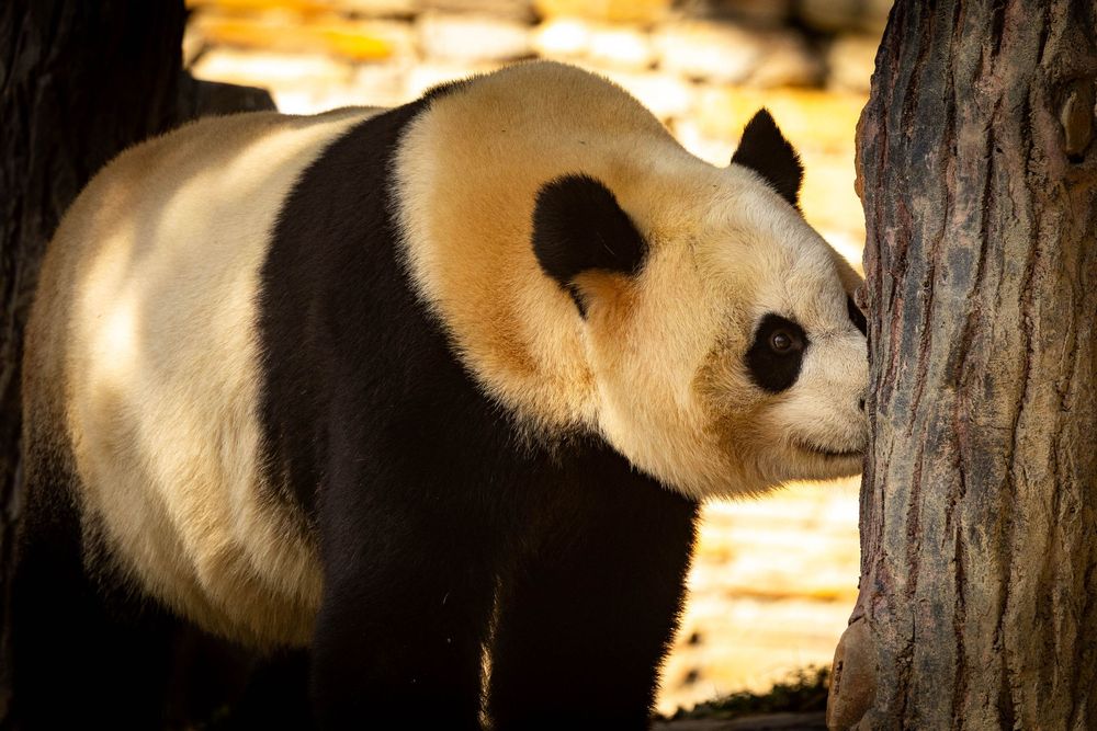 A giant panda stands between two large trees in a sunlit zoo enclosure.