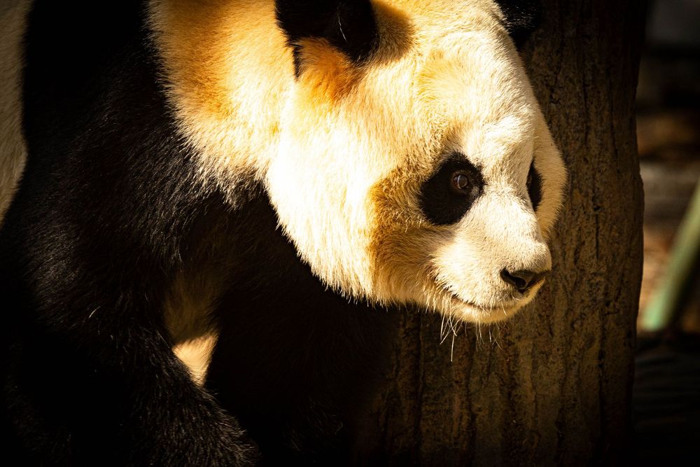 A giant panda rests its head against a tree trunk in warm golden sunlight.