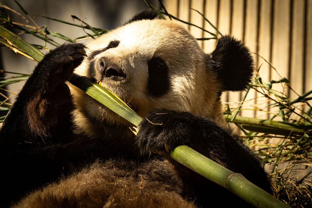 A giant panda holds and chews fresh green bamboo stalks with its paws.