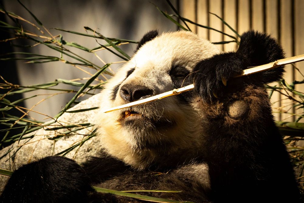 A giant panda gnaws on a bamboo shoot surrounded by green bamboo leaves.