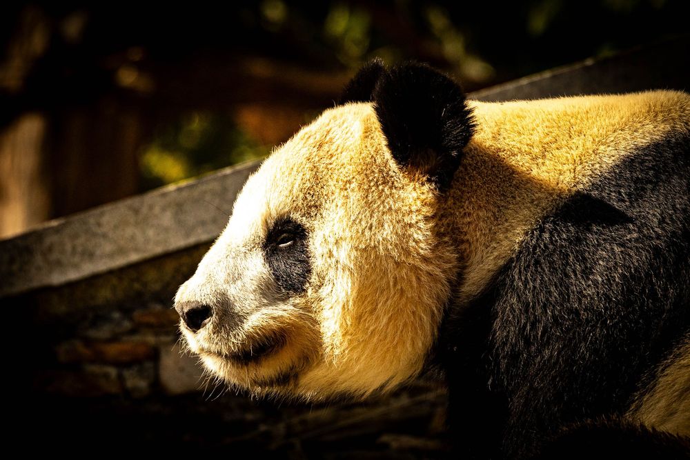 Close-up profile portrait of a giant panda resting near a wooden fence in sunlight.