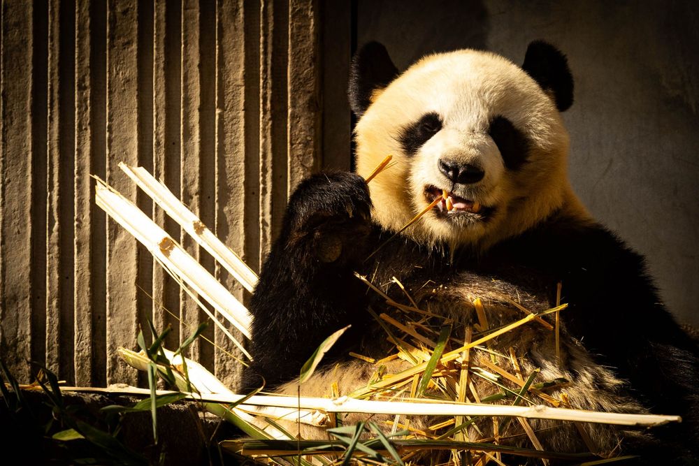 Giant panda sitting against a wall eating fresh bamboo shoots in warm sunlight.