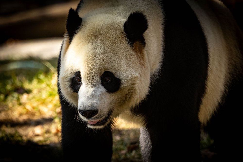 Giant panda bear walking forward with classic black and white markings visible in shaded outdoor environment.