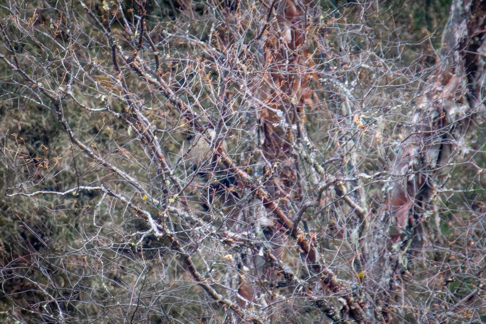 Wild Giant Panda camouflaged by intricate network of bare tree branches with sparse dried foliage in a winter woodland setting.