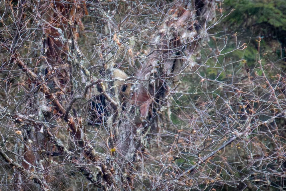 Panda bear camouflaged among dense bare tree branches and twigs in natural forest environment.