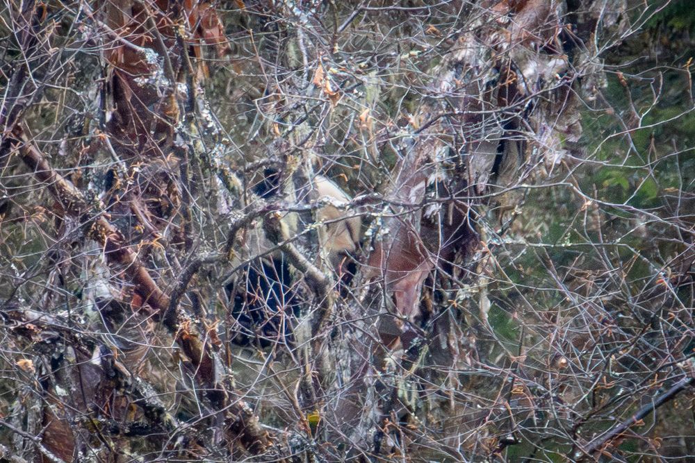 Wild Giant Panda partially hidden among dense bare branches and dried leaves in natural woodland habitat.
