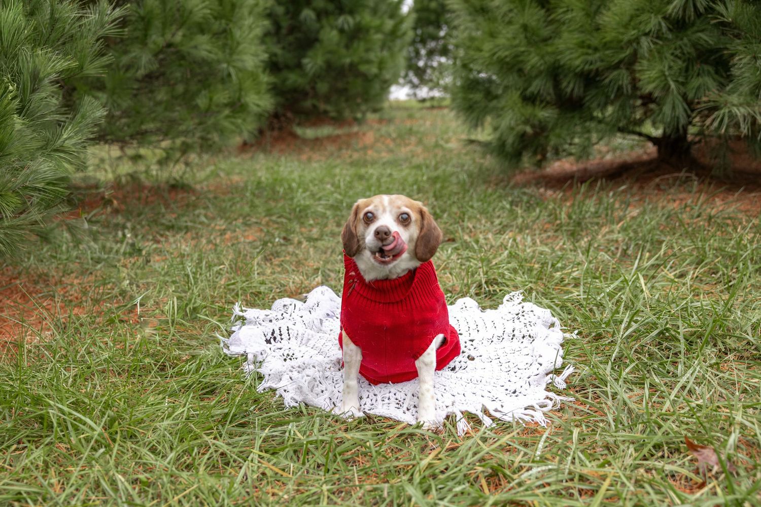 Springfield IL photographer Christmas mini family holiday photo session