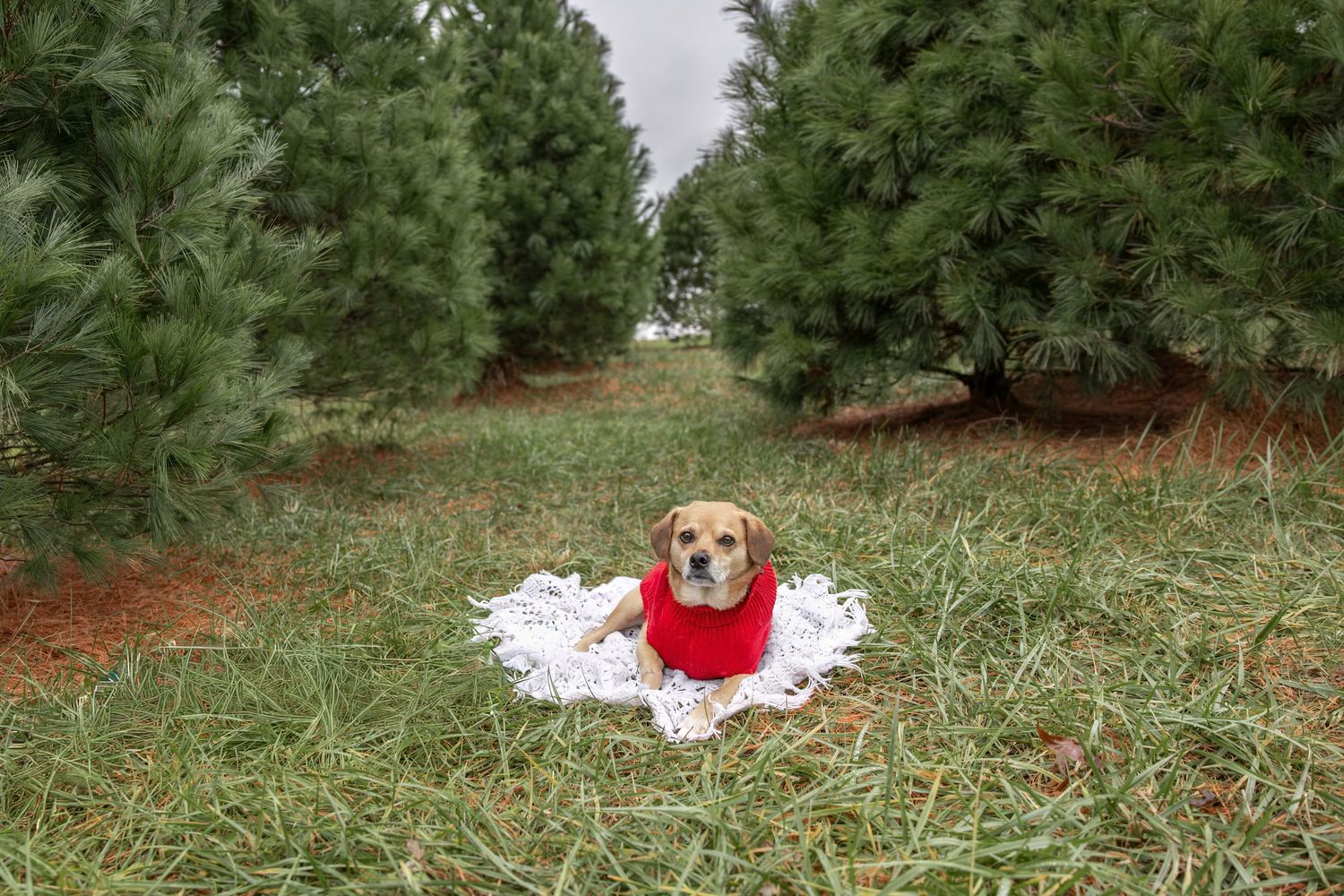 Springfield IL photographer Christmas mini family holiday photo session