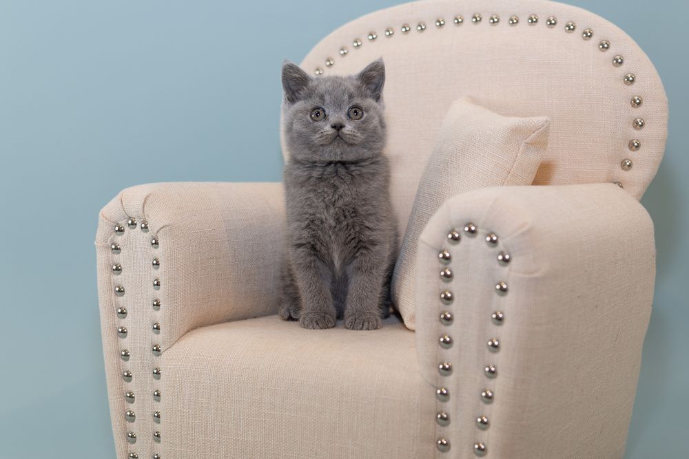 A British shorthair cat lounges in different positions on a white studded armchair against a blue wall.