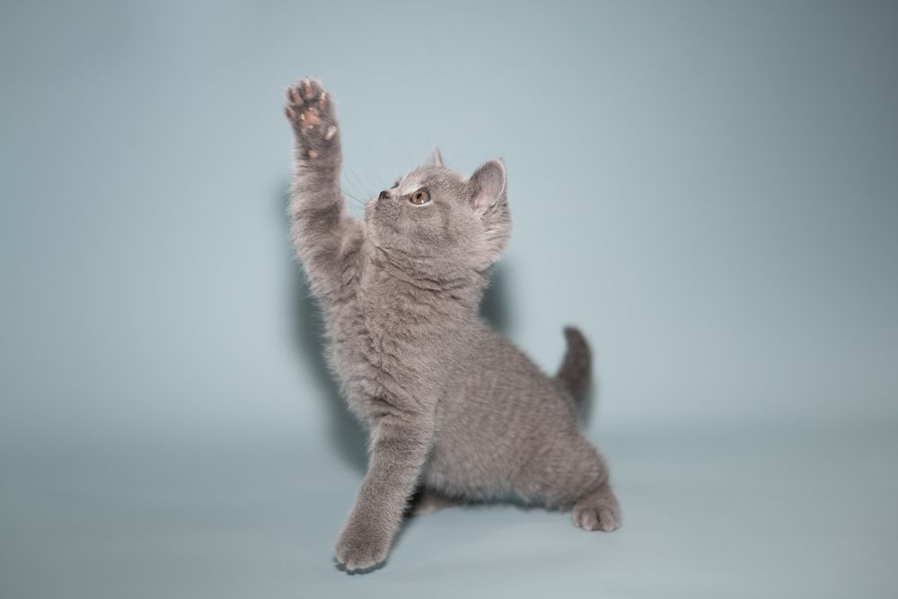 A playful gray British Shorthair kitten reaching up with one paw against a light blue background.