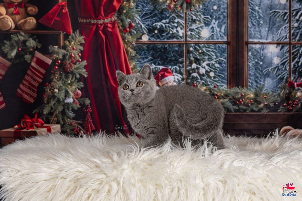 A festive Christmas window display with red ribbons, stockings, and cozy decor against a snowy winter backdrop.