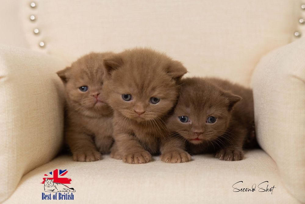 Three chocolate colored British Shorthair kittens resting side by side on a beige studded chair.
