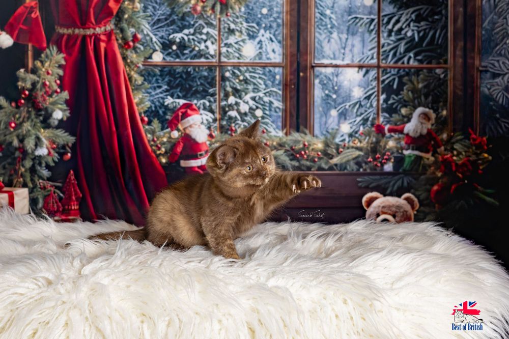 A golden retriever dog sits on a white fur rug in front of a decorated Christmas window display.