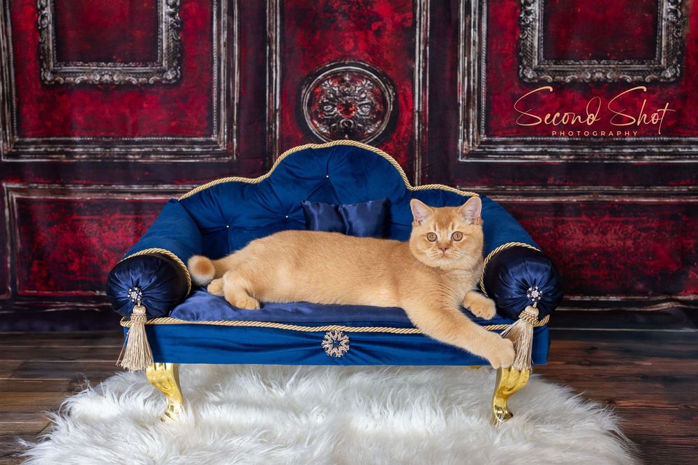 Orange cat lounges regally on a luxurious blue velvet Victorian sofa against a dark red vintage backdrop.