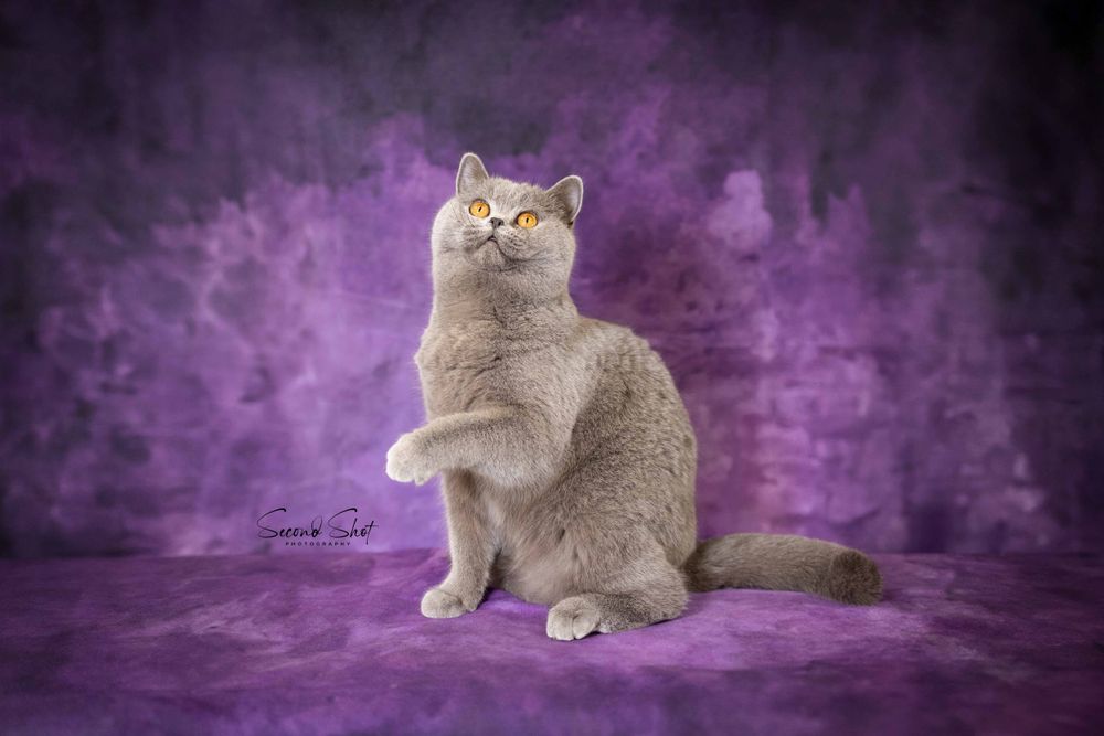 A regal British Shorthair cat with lilac fur sits elegantly against a purple studio backdrop.