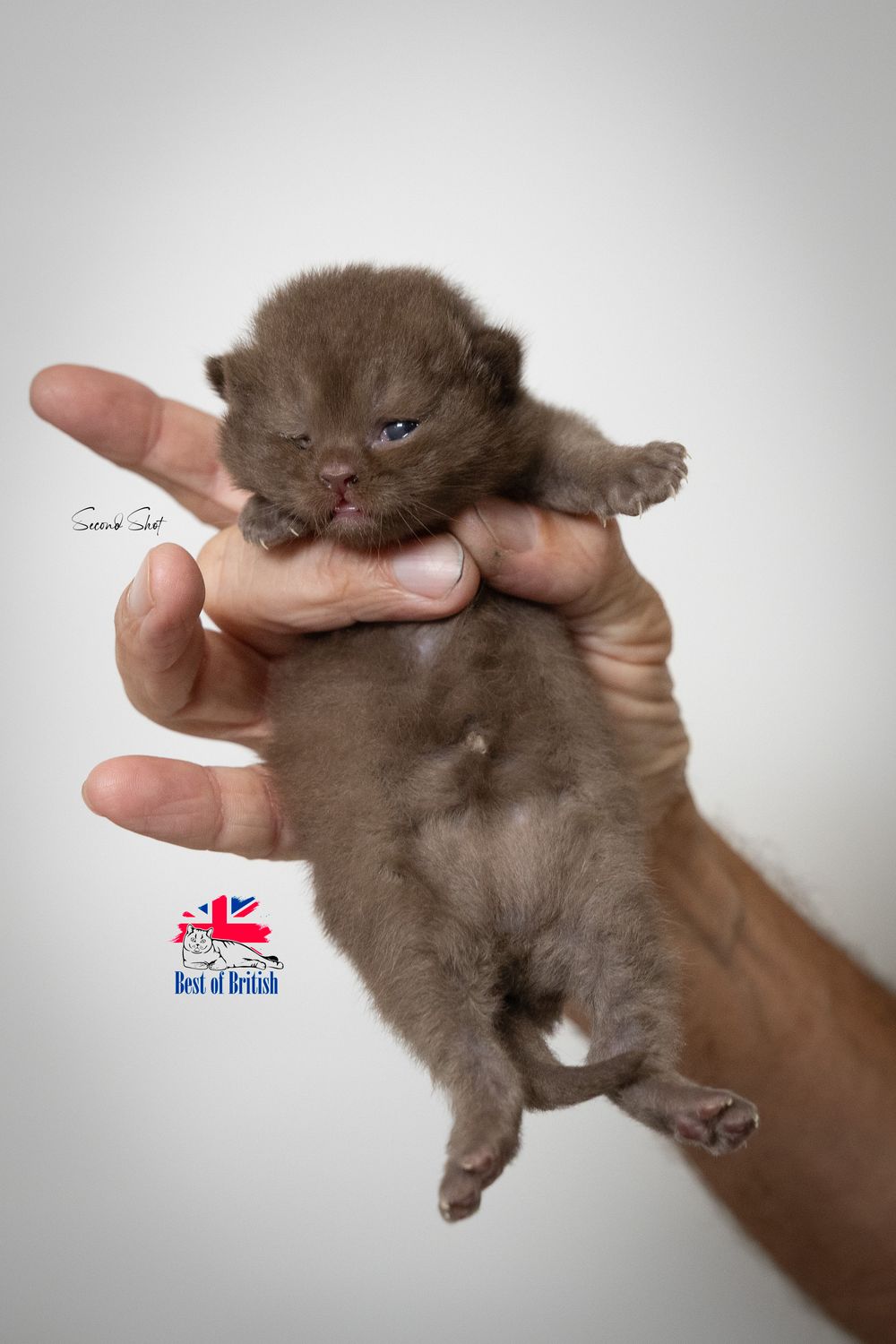 A series of photos showing a tiny brown kitten being held gently in someone's hands against a white background.