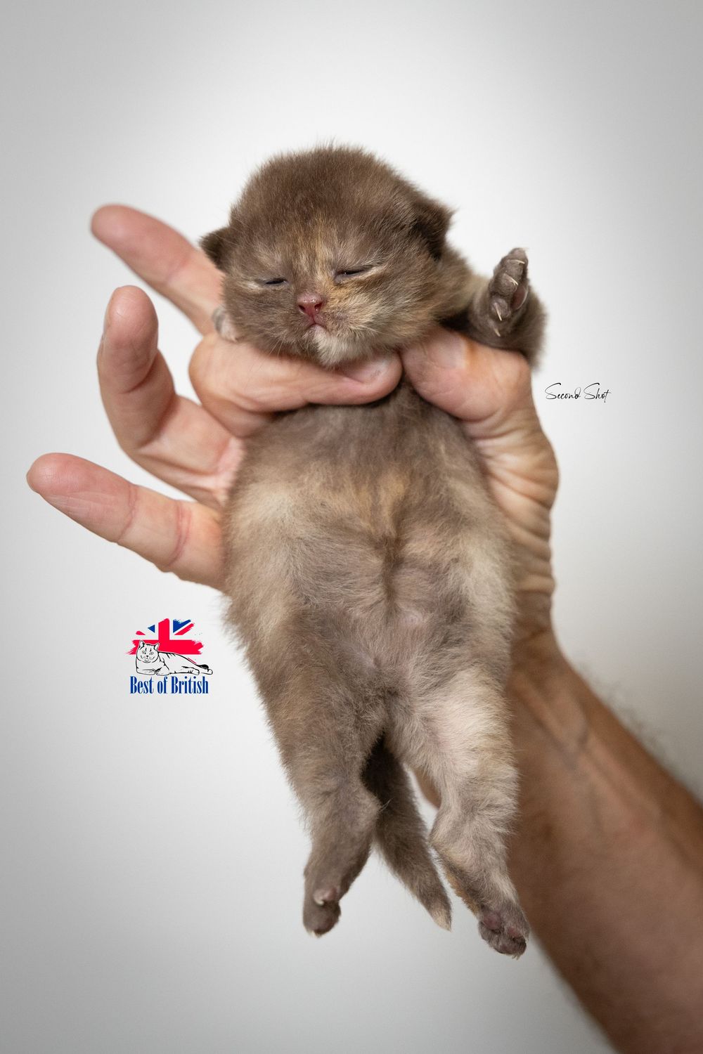 Tiny brown kitten sleeping while being cradled in someone's palm.