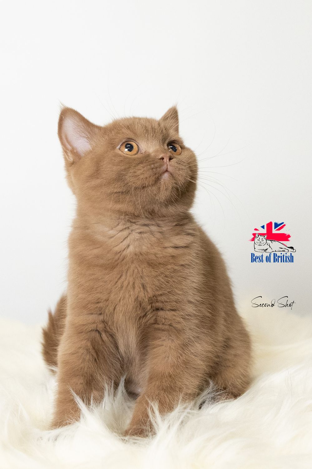 A fluffy cinnamon-colored British cat sits upright on white fur, looking upward with the Best of Britain logo visible.
