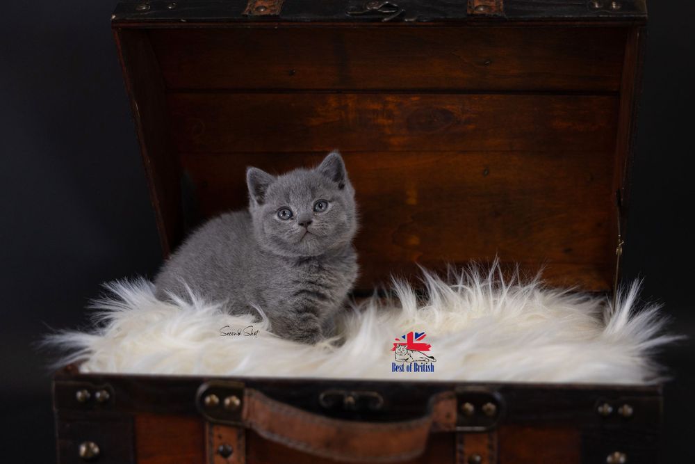 A British Shorthair cat with grey fur peeks out from a white fluffy blanket against a dark wooden background.