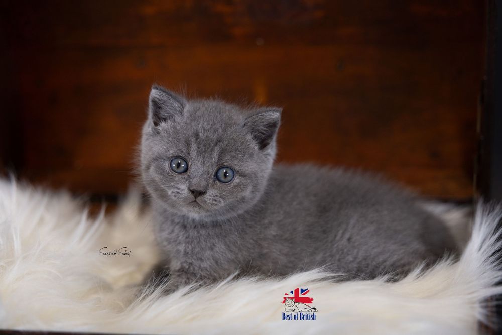 A collage of adorable British Shorthair kittens with grey fur and round faces displaying various playful expressions.