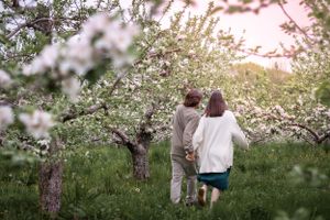 A romantic couple embraces under blooming cherry blossom trees during golden hour in a spring orchard.
