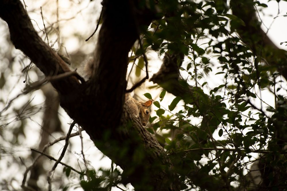 Sunlight filters through tree branches and leaves creating a soft bokeh effect in nature.
