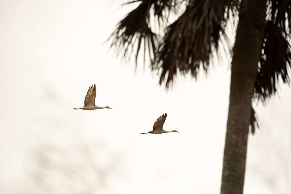 Two sandhill cranes fly silhouetted against a bright sky with a palm tree in view.