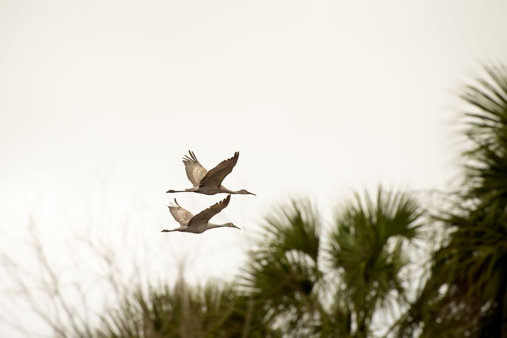 Two birds soar past palm trees against a bright white sky.