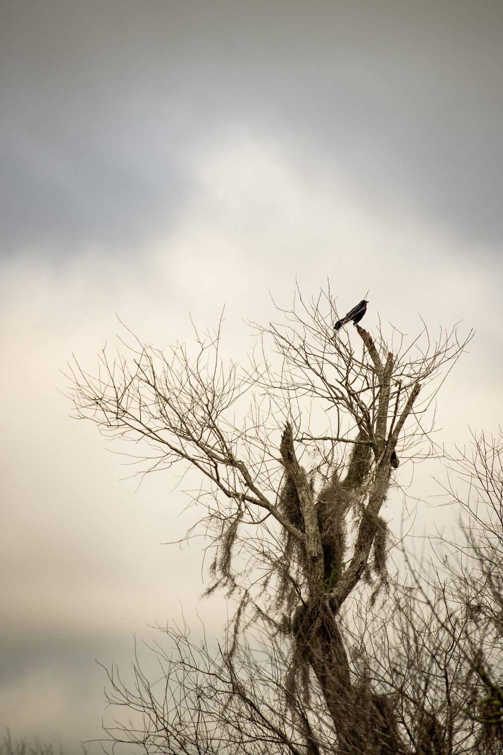 A solitary bird perches atop a bare winter tree against an overcast sky.